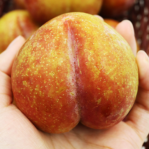 자두의 왕! 새콤달콤 추희자두 1kg (10-13과)