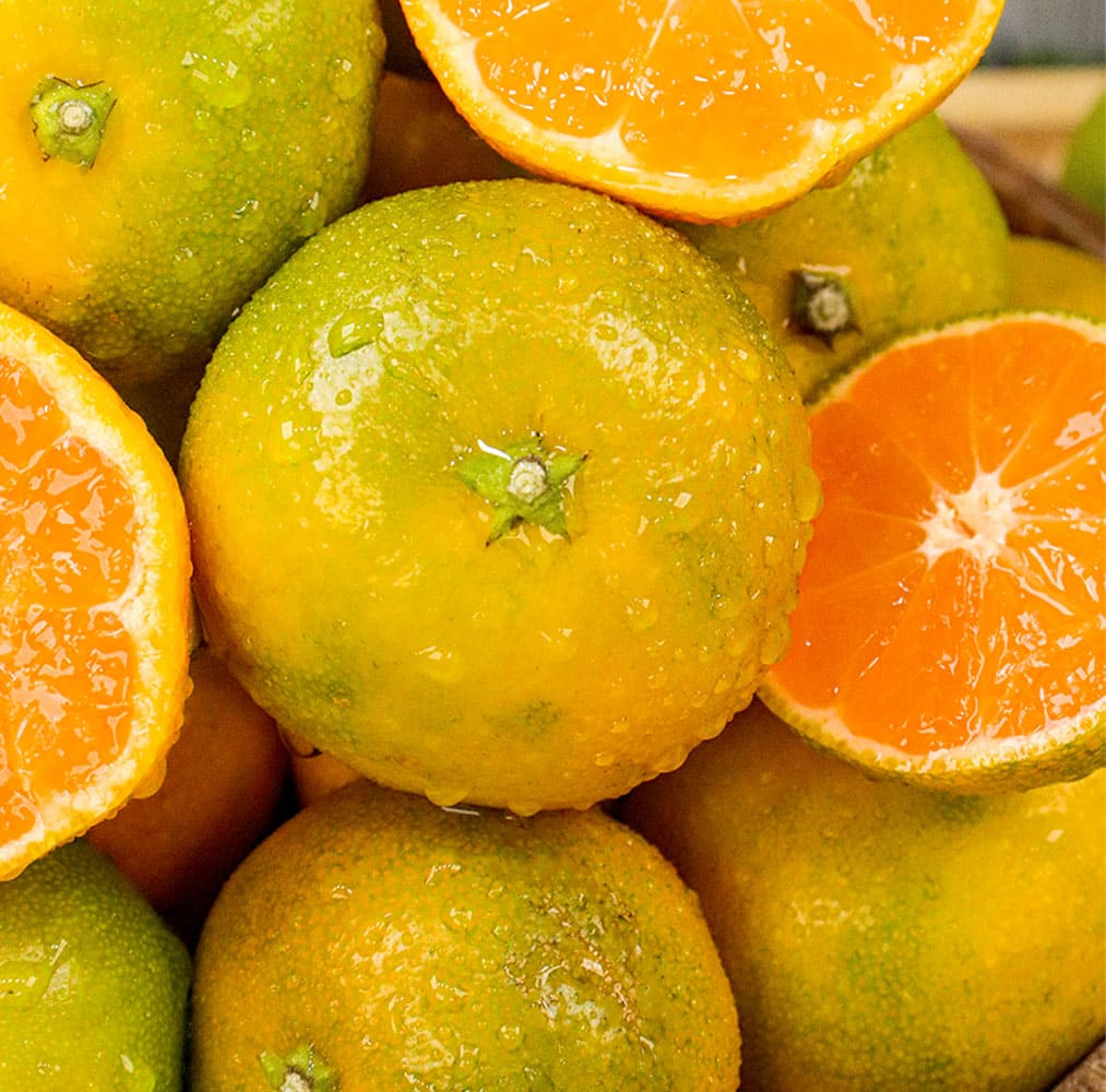 26년 옥황 극조생귤 5kg / 10kg 택1